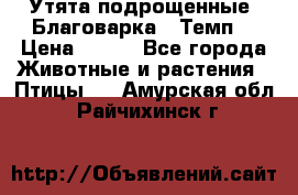 Утята подрощенные “Благоварка“,“Темп“ › Цена ­ 100 - Все города Животные и растения » Птицы   . Амурская обл.,Райчихинск г.